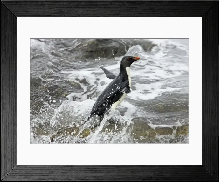 Framed Print : Picture No. 10883612 Framed Print : Picture No. 10883612