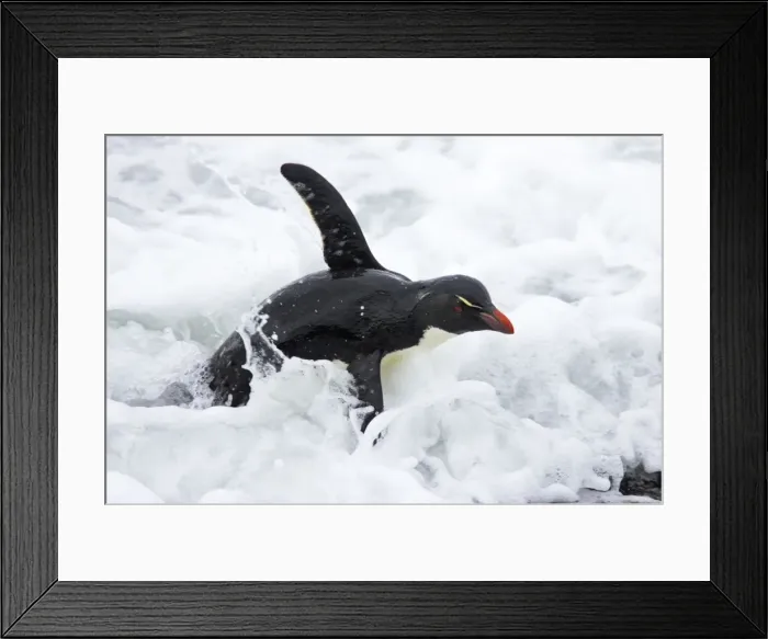 Framed Print : Picture No. 10883613 Framed Print : Picture No. 10883613