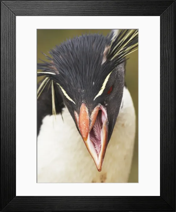 Framed Print : Picture No. 10883614 Framed Print : Picture No. 10883614