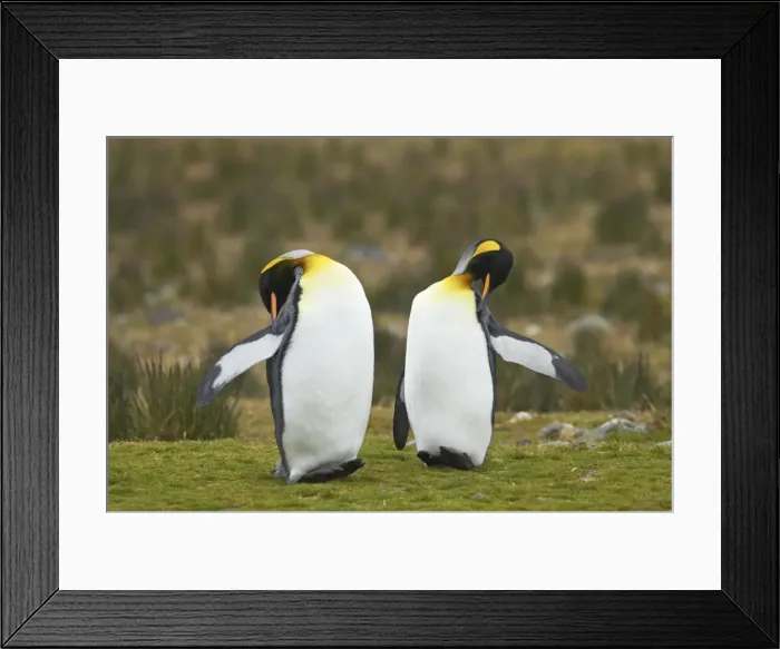 Framed Print : Picture No. 10883618 Framed Print : Picture No. 10883618