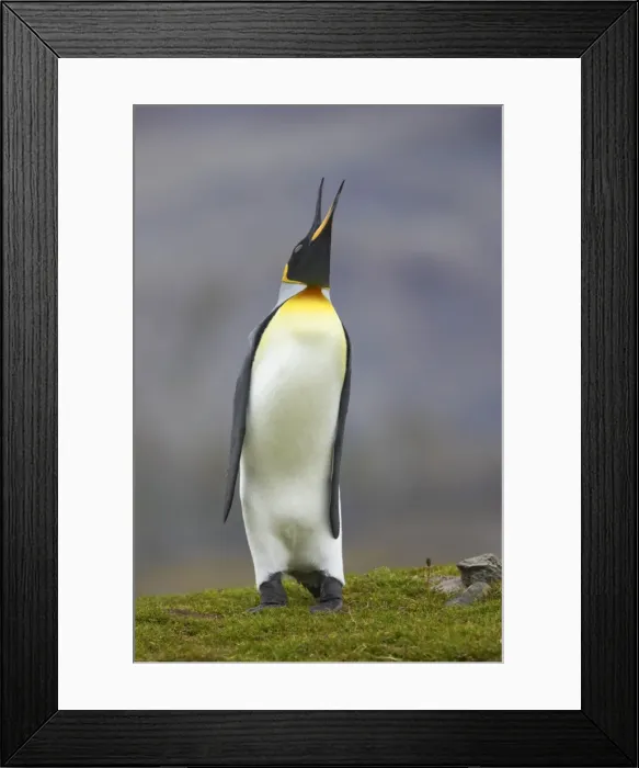 Framed Print : Picture No. 10883617 Framed Print : Picture No. 10883617