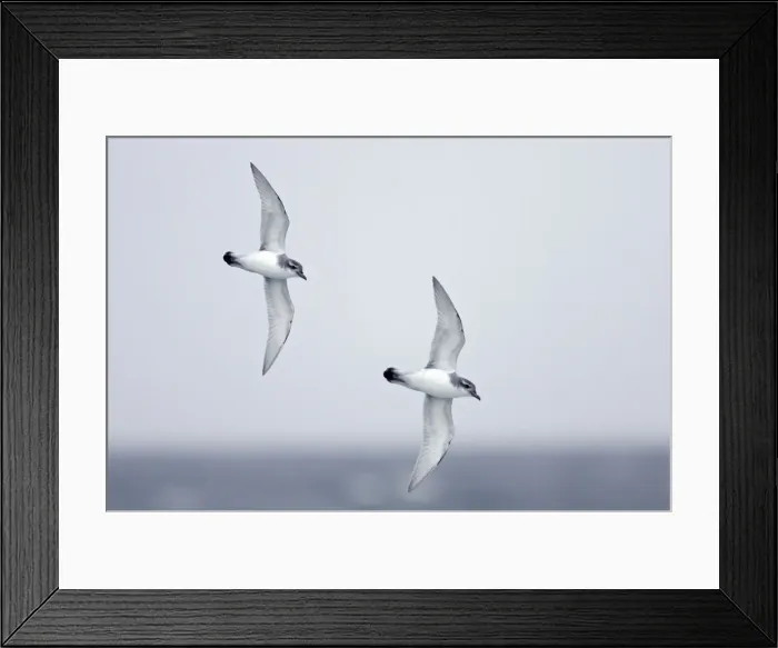 Framed Print : Picture No. 10883627 Framed Print : Picture No. 10883627