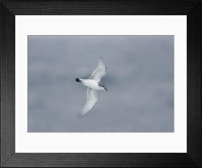 Framed Print : Picture No. 10883628 Framed Print : Picture No. 10883628