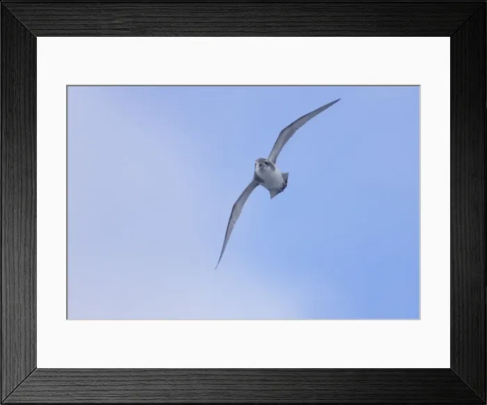 Framed Print : Picture No. 10883629 Framed Print : Picture No. 10883629