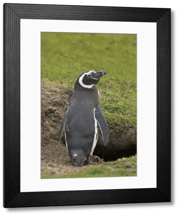 Framed Print : Picture No. 10883626 Framed Print : Picture No. 10883626