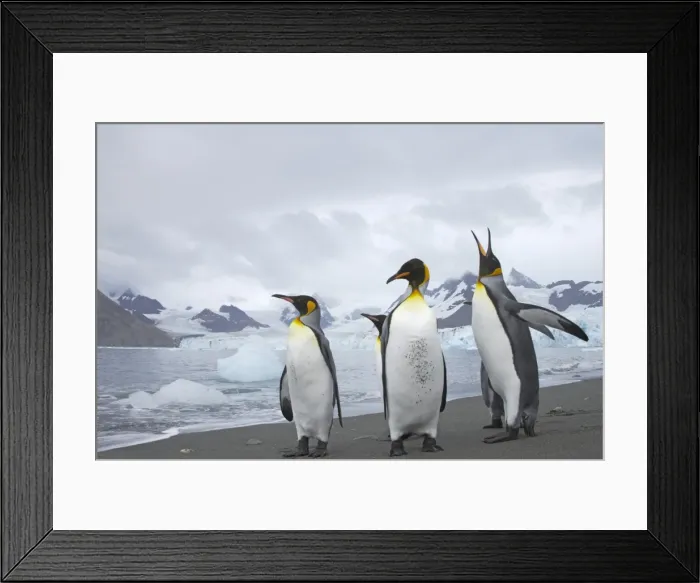 Framed Print : Picture No. 10883623 Framed Print : Picture No. 10883623