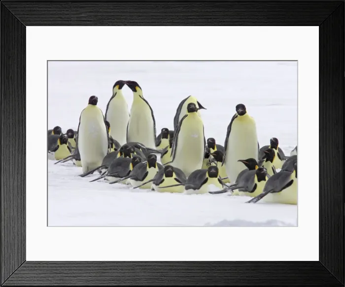 Framed Print : Picture No. 10883636 Framed Print : Picture No. 10883636
