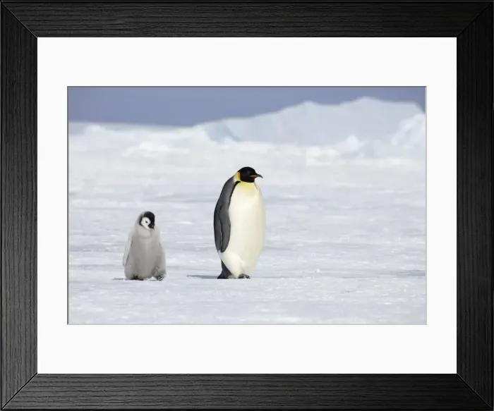 Framed Print : Picture No. 10883638 Framed Print : Picture No. 10883638