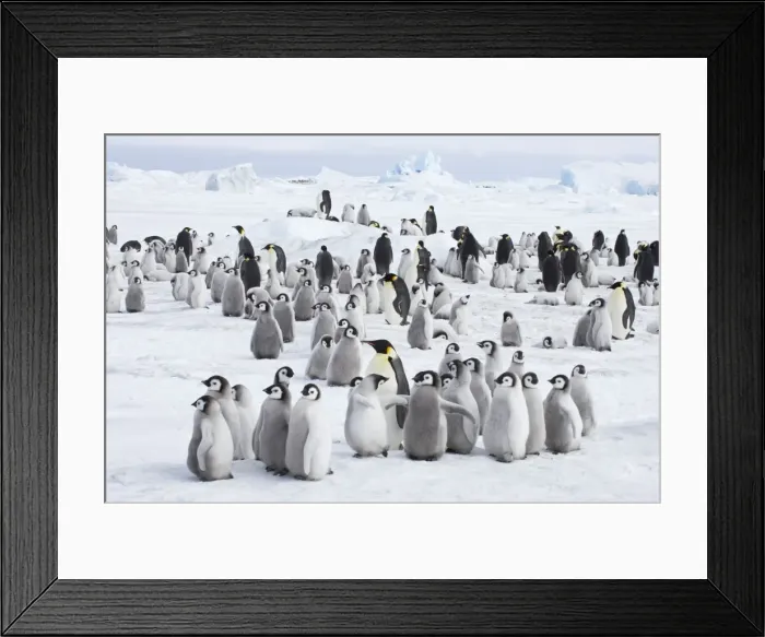 Framed Print : Picture No. 10883639 Framed Print : Picture No. 10883639