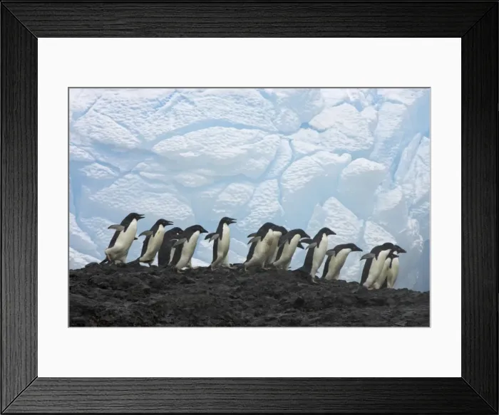 Framed Print : Picture No. 10883640 Framed Print : Picture No. 10883640