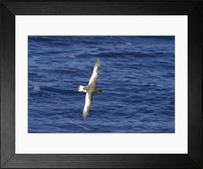 Framed Print : Picture No. 10883643 Framed Print : Picture No. 10883643