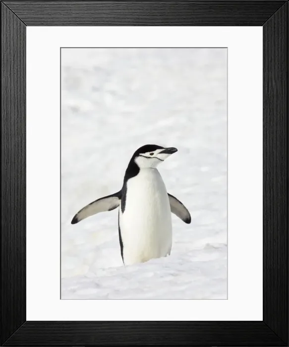 Framed Print : Picture No. 10883644