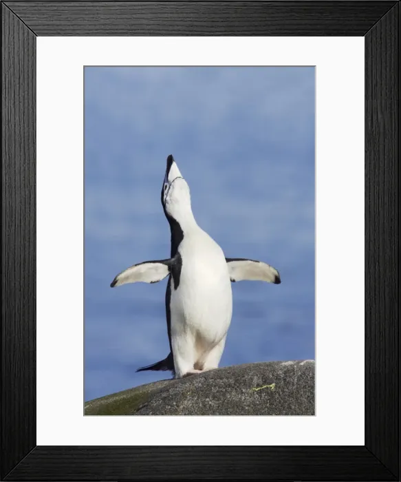 Framed Print : Picture No. 10883647 Framed Print : Picture No. 10883647
