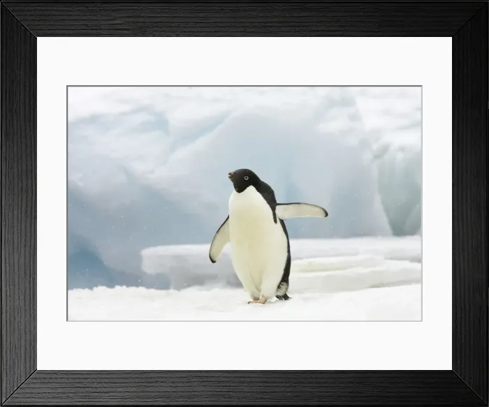 Framed Print : Picture No. 10883641 Framed Print : Picture No. 10883641