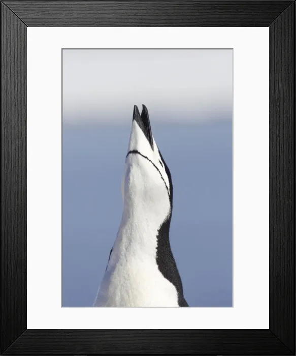 Framed Print : Picture No. 10883648 Framed Print : Picture No. 10883648