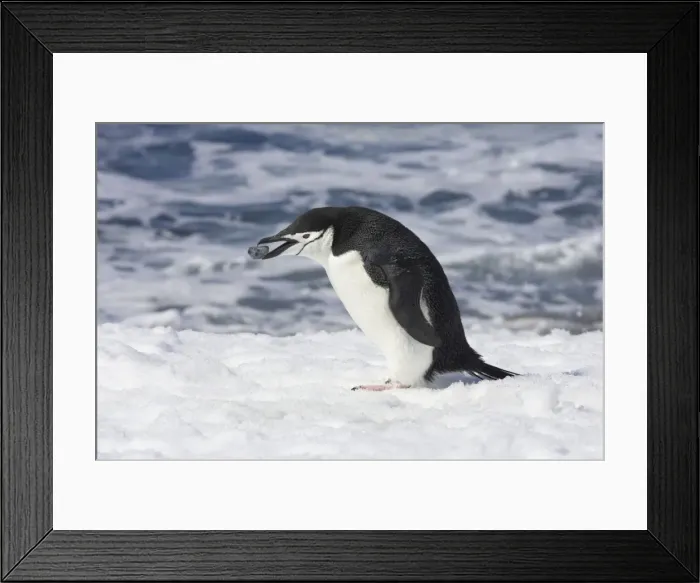 Framed Print : Picture No. 10883650