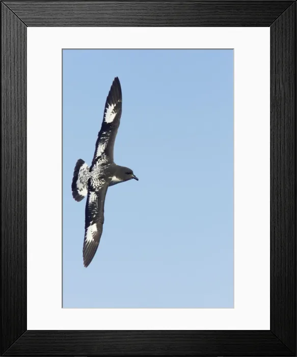 Framed Print : Picture No. 10883652 Framed Print : Picture No. 10883652