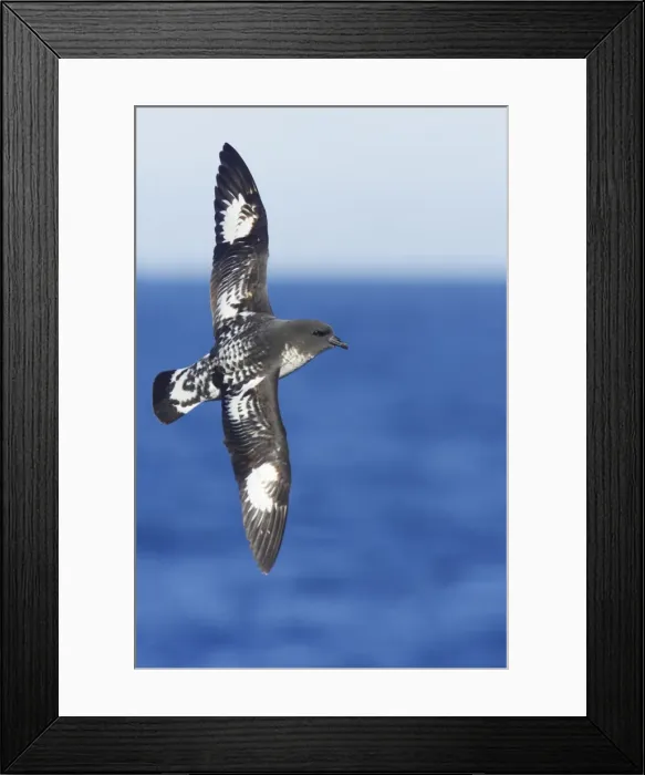 Framed Print : Picture No. 10883653 Framed Print : Picture No. 10883653