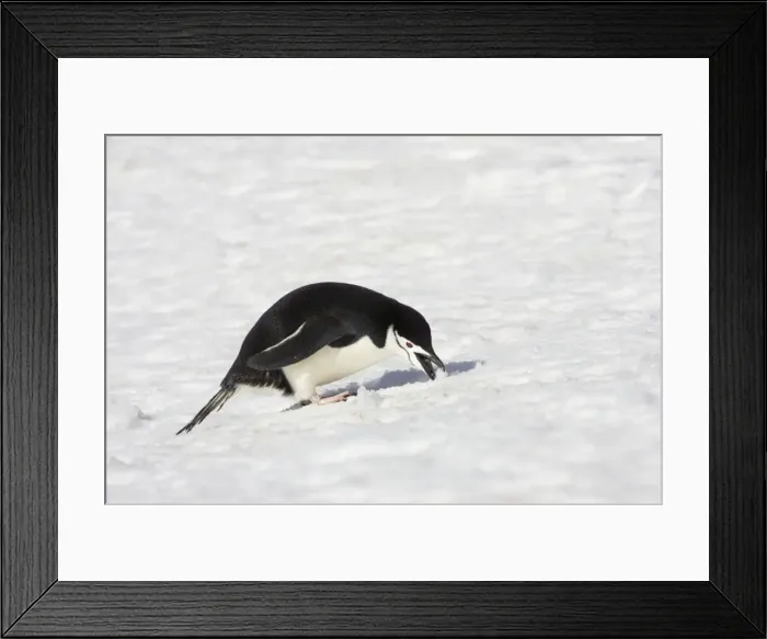 Framed Print : Picture No. 10883645 Framed Print : Picture No. 10883645