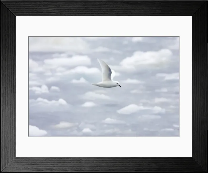 Framed Print : Picture No. 10883654 Framed Print : Picture No. 10883654