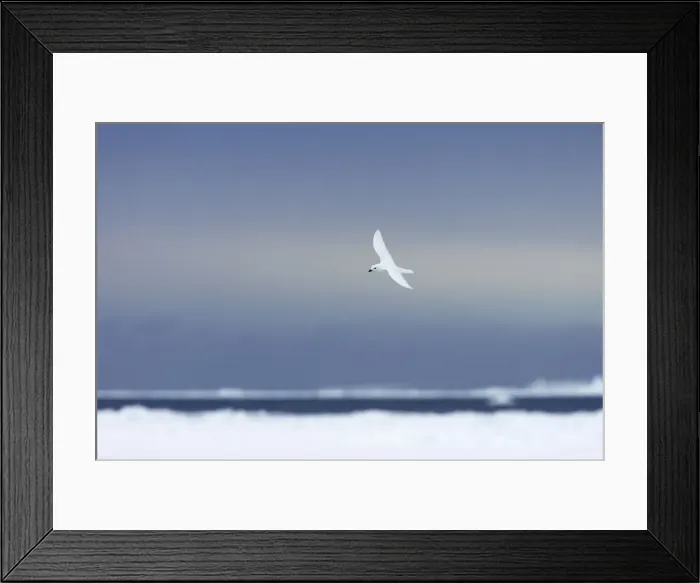 Framed Print : Picture No. 10883655 Framed Print : Picture No. 10883655