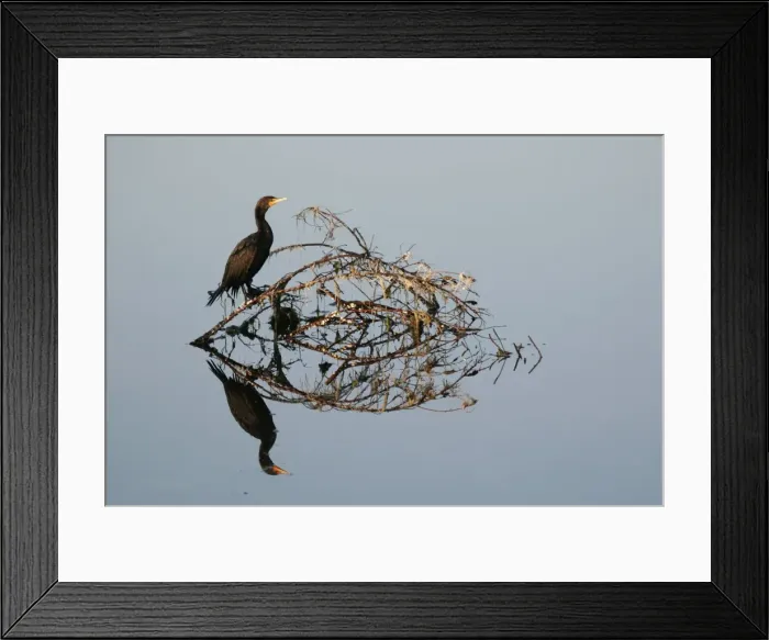 Framed Print : Picture No. 10883659 Framed Print : Picture No. 10883659
