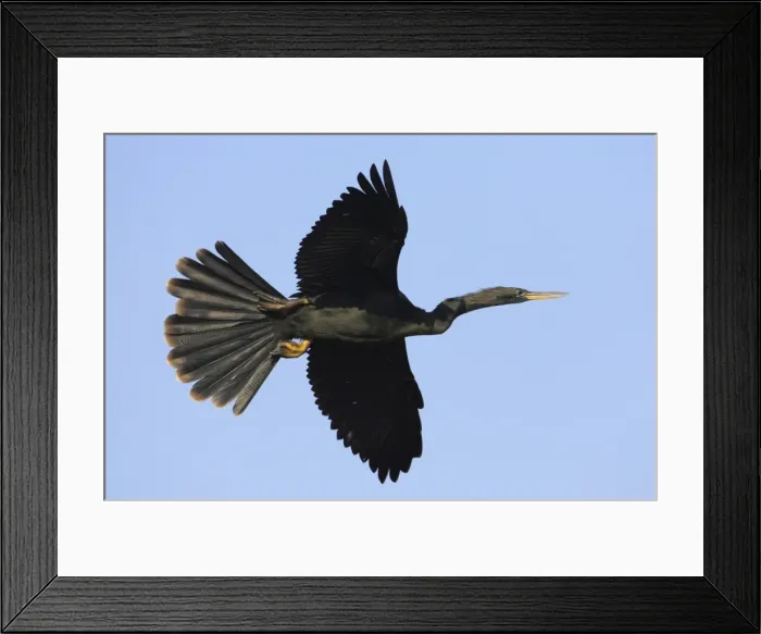 Framed Print : Picture No. 10883658 Framed Print : Picture No. 10883658