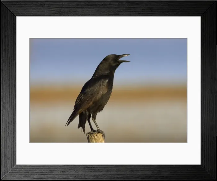 Framed Print : Picture No. 10883660 Framed Print : Picture No. 10883660