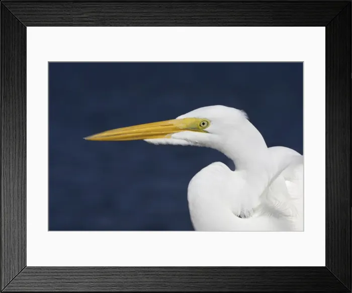Framed Print : Picture No. 10883664 Framed Print : Picture No. 10883664