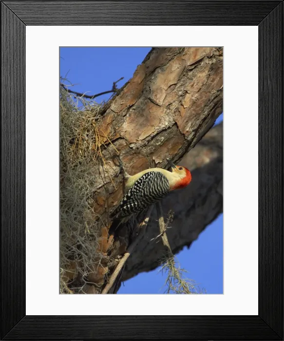 Framed Print : Picture No. 10883662 Framed Print : Picture No. 10883662