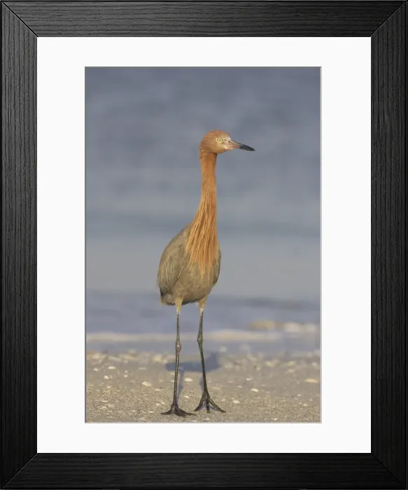 Framed Print : Picture No. 10883668 Framed Print : Picture No. 10883668