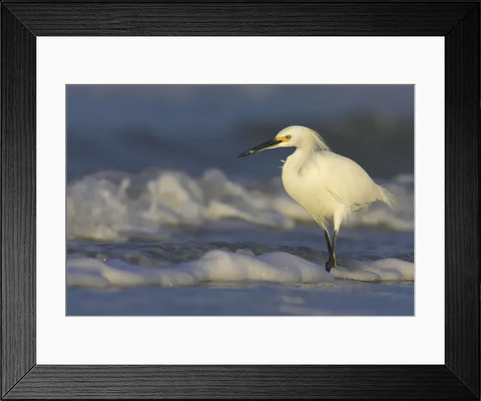 Framed Print : Picture No. 10883671 Framed Print : Picture No. 10883671