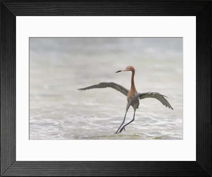 Framed Print : Picture No. 10883666 Framed Print : Picture No. 10883666