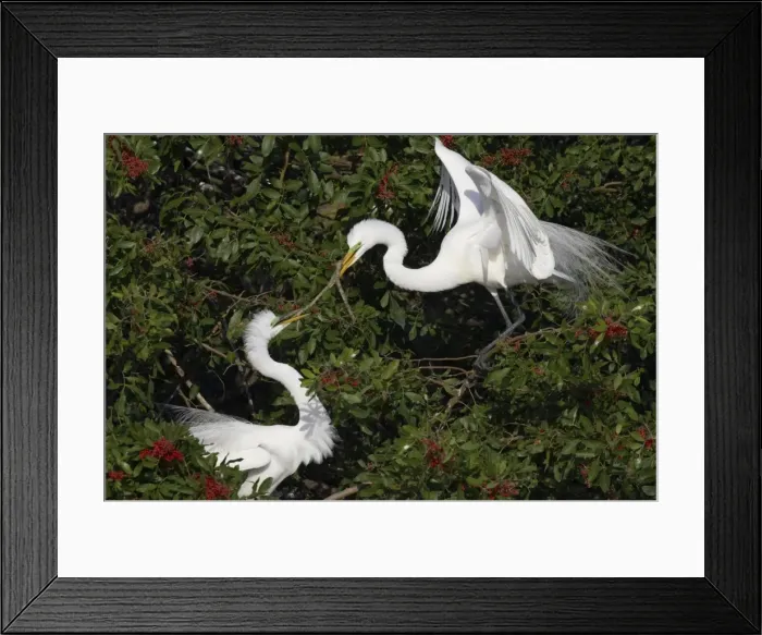Framed Print : Picture No. 10883665 Framed Print : Picture No. 10883665