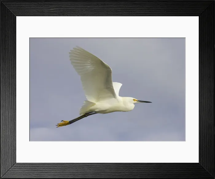 Framed Print : Picture No. 10883673