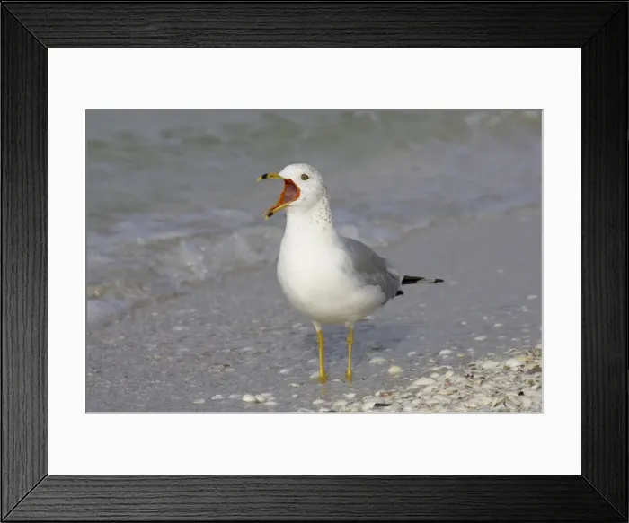 Framed Print : Picture No. 10883675 Framed Print : Picture No. 10883675