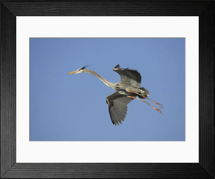 Framed Print : Picture No. 10883676 Framed Print : Picture No. 10883676