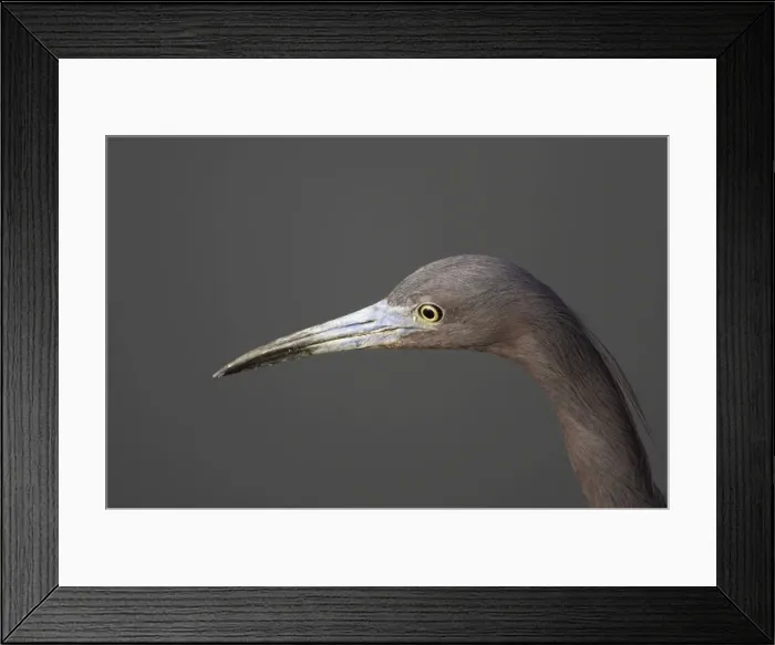 Framed Print : Picture No. 10883679 Framed Print : Picture No. 10883679