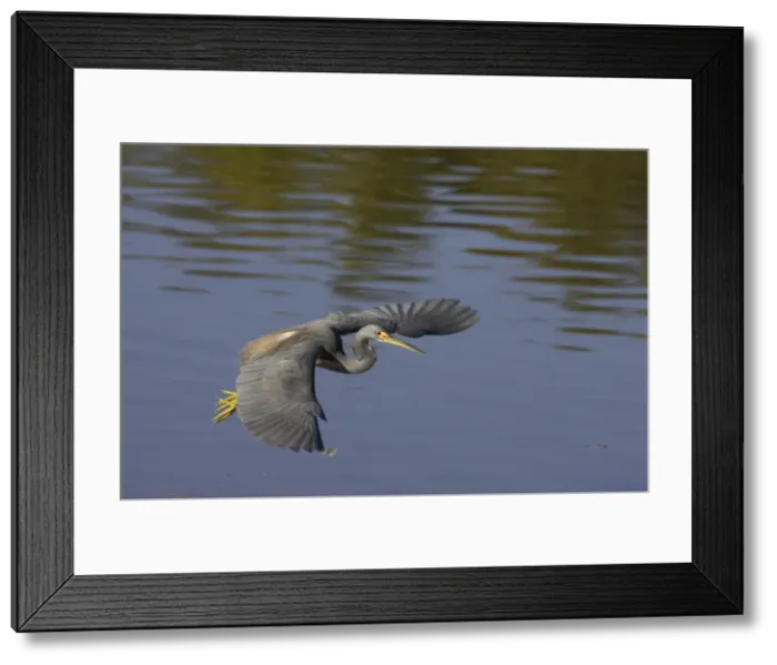 Framed Print : Picture No. 10883681 Framed Print : Picture No. 10883681