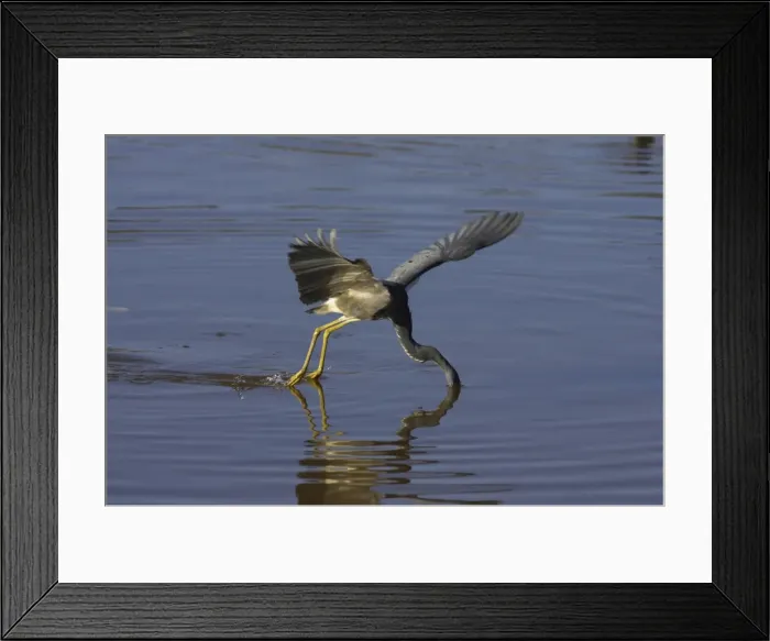 Framed Print : Picture No. 10883682 Framed Print : Picture No. 10883682