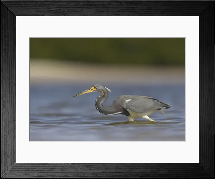 Framed Print : Picture No. 10883683 Framed Print : Picture No. 10883683