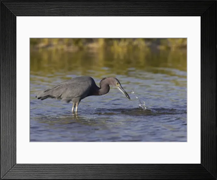 Framed Print : Picture No. 10883680 Framed Print : Picture No. 10883680