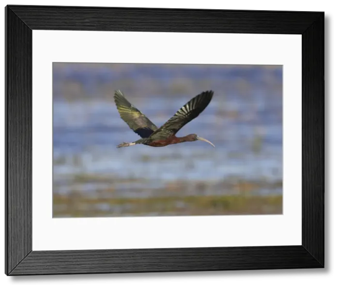Framed Print : Picture No. 10883686 Framed Print : Picture No. 10883686