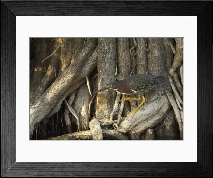 Framed Print : Picture No. 10883678 Framed Print : Picture No. 10883678