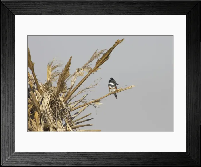Framed Print : Picture No. 10883689