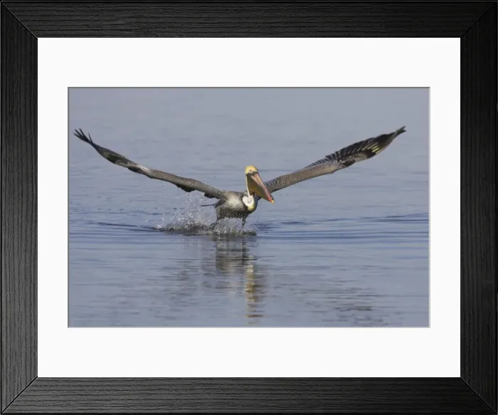 Framed Print : Picture No. 10883692 Framed Print : Picture No. 10883692