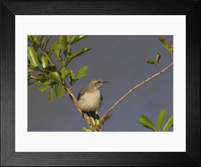 Framed Print : Picture No. 10883690 Framed Print : Picture No. 10883690