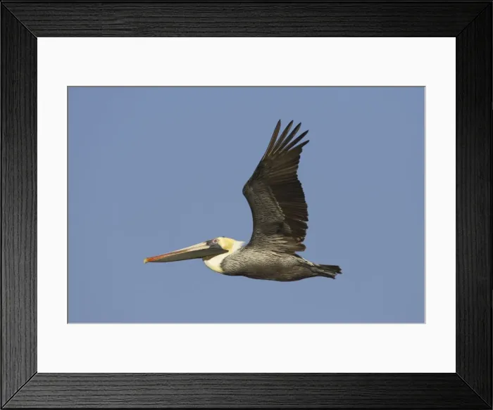 Framed Print : Picture No. 10883693 Framed Print : Picture No. 10883693
