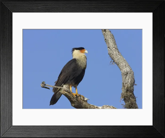 Framed Print : Picture No. 10883696 Framed Print : Picture No. 10883696