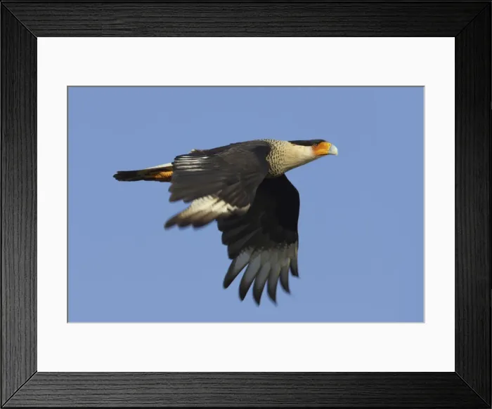 Framed Print : Picture No. 10883697